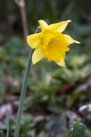 Narcissus 'Rijnveld's Early Sensation' - daffodil - January