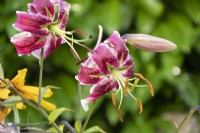 Lilium 'Black Beauty' - orienpet lily - summer