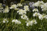 Agapanthus 'Alba' - African Lily - summer