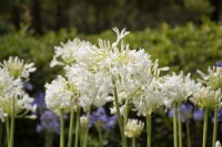 Agapanthus 'Alba' - African Lily - summer