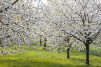 Sweet cherry orchard  in April