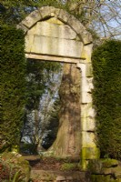 Galanthus around a tree trunk framed by a stone arch and taxus baccata at Thenford Arboretum.