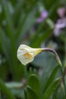 Narcissus bulbocodium 'Arctic Bells' - hoop petticoat daffodil - February 