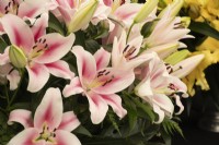 Lilium frontera - oriental lily - summer