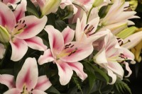 Lilium frontera - oriental lily - summer