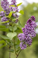Syringa vulgaris 'Sensation', Lilac