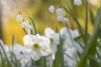 Narcissus 'Misty Glen' and Leucojum aestivum 'Gravetye Giant' April 
