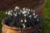 Galanthus 'James Blackhouse' surrounded by Ophiopogon planiscapus 'Nigrescens' in a terracotta pot