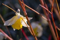 Cornus sanguinea 'Magic Flute' around a Narcissus 'Spring Dawn' with frozen petals in the Savill Garden.