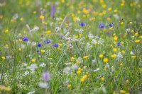 Alpine meadow with Phyteuma orbiculare - Round-Headed Rampion, Daucus carota and Ranunculus acris - Buttercups.