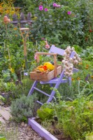 Trug of harvested vegetables and and garlic plaits hanging from the chair.