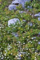 Alpine rocky meadow with Euphorbia cyparissias, Helleborus niger foliage, Anthyllis vulneraria and Silene alpestris.