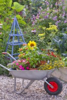 A wheelbarrow loaded with potted herbs and bedding flowers.
