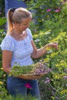 Woman picking Foeniculum vulgare and Origanum vulgare from a herb bed.