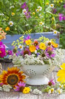 A colander full of medicinal and herbal flowers including pot marigolds, coneflowers, bergamot, fennel, chamomile and yarrow.