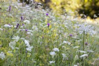 Wild flower meadow with Angelica sylvestris, Daucus carota, Verbascum chaixii, Stachys officinalis and Centaurea jacea.