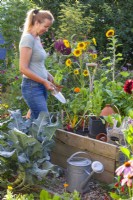 Woman is planting potted  basil - Ocimum basilicum in a raised bed.