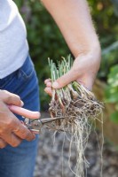 Dividing clumps of Chives . shortening roots using scissors.
