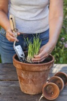 Potting divided chives.
