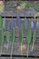 Drying purple and common sage sage leaves for a 5 to 10 days in a shade.