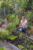 A woman is creating a bed of annuals including Tagetes patula and Calendula officinalis next to a vegetable bed.