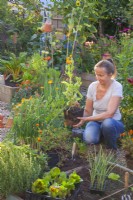 A woman is creating a bed of annuals including Tagetes patula and Calendula officinalis next to a vegetable bed.