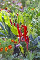 Capsicum annuum 'Milder Spiral' - sweet peppers