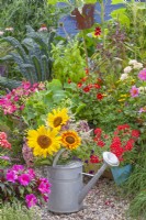 A watering can with a bunch of summer flowers, including sunflowers, Eupatorum and Persycaria polymorpha in front of a bed of dahlias, herbs and vegetables.