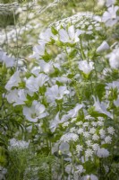 Ammi majus - Bishop's flower, Malope trifida 'Alba' - Mallow, Centaurea cyanus 'White' - Cornflower, and Clarkia pulchella 'Snowflake'