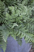 Cheilanthes lanosa - Hairy lip fern