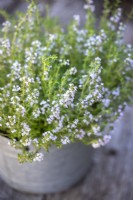 Thymus vulgaris - Wild English thyme - growing in a zinc container