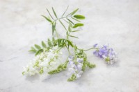 Galega officinalis - white and mauve mix