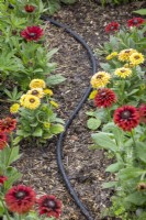 Leaky drip irrigation hose in use in a border amongst rudbeckias