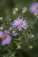 Aster 'Small Ness'