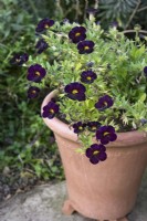 Calibrachoa Can-can Black Cherry - Million bells calibrachoa Can can Black Cherry. Dark purple flowered trailing annual growing in a terracotta pot