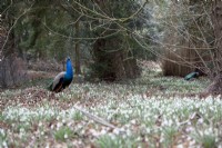 Two peacocks and Galanthus in woodland estate.