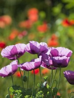Papaver Somniferum - Opium Poppies
