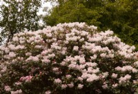 Rhododendron 'Loderi Hybrids' covered with pale pink flowers at Inverewe Garden.