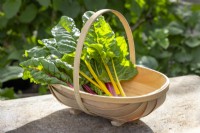 Classic wooden trug filled with harvested chard - Beta vulgaris