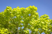 Catalpa bignonioides 'Aurea' AGM - Golden Indian bean tree