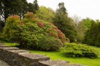 Rhododendron flowering at Armadale Castle Gardens.