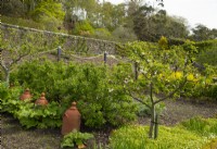 Rhubarb forcers and Malus in the kitchen garden in the walled garden at Inverewe Garden.
