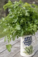 Jug with auricula decoration full of picked Petroselinum crispum var. neapolitanum - Flat leaved parsley