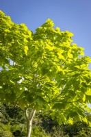 Catalpa bignonioides 'Aurea' AGM - Golden Indian bean tree