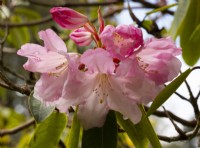 A close-up of Rhododendron 'Loderi Hybrids' at Inverewe Garden.