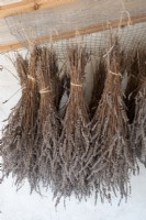 Cut flowerheads of Lavender drying in  late summer