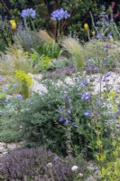 Drought tolerant planting including thyme, rosemary and salvia - designer Tom Massey - RHS Resilient Garden, RHS Hampton Court Palace Garden Festival.