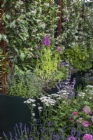 A tall metal planter with Trachelospermum jasminoides and herbs, including monarda and Lippia dulcis. In front are achillea, lavender, salvia and roses - designer Nicola Hale - Landform Mental Wealth Garden - RHS Hampton Court Palace Garden Festival