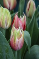 Tulipa 'Karate' - tulip - RHS Hampton Court Palace Garden Festival 2023 - HW Hyde and Son.