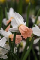 Narcissus 'Winter Waltz' - daffodil - RHS Hampton Court Palace Garden Festival 2023 - HW Hyde and Son.